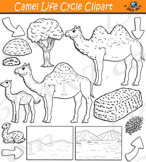 Camels Clipart