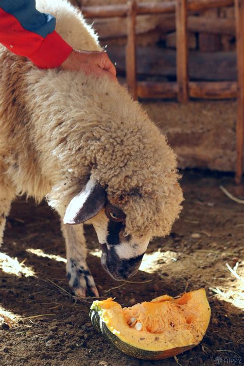 So, Can Sheep Eat Pumpkin?