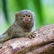 Image result for Baby Pygmy Marmoset Virus