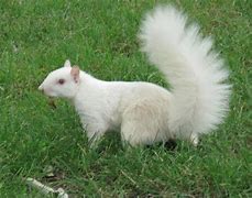 Image result for Cute White Animals