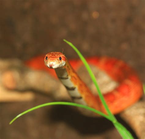70+ Free Corn Snakes & Reptile Images - Pixabay
