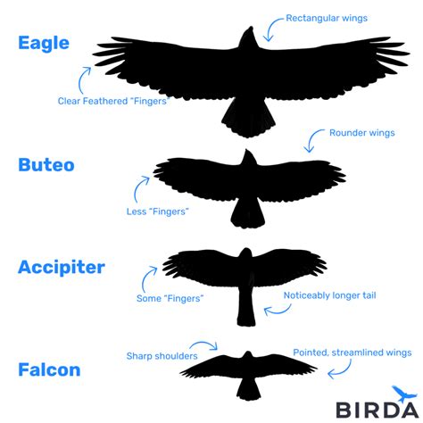 Hawk Identification - Everything You Need to Know | Birda