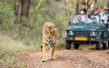 Magical 5 Days Jaipur with Ranthambhore Fort Holiday Package | Jaipur ...