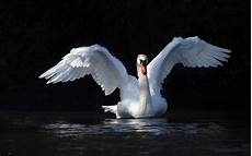 White Swan Bird Backgrounds by White Swan With Outstretched Wings Water Hd Wallpaper White Swan Bird Backgrounds