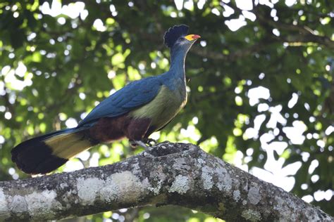 Great Blue Turaco – Holmen Birding Safaris
