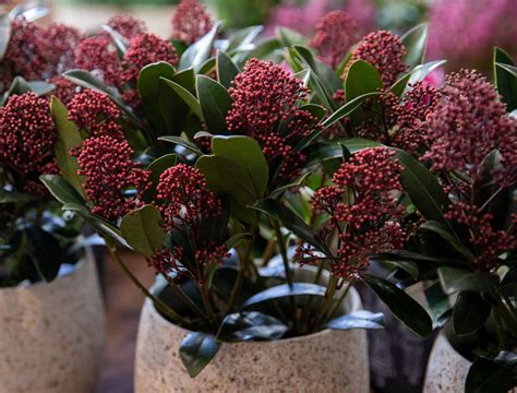 7 Best Evergreens for Containers