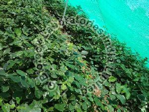 Vanilla Tissue Culture Plants Manufacturer and Supplier from Hyderabad ...