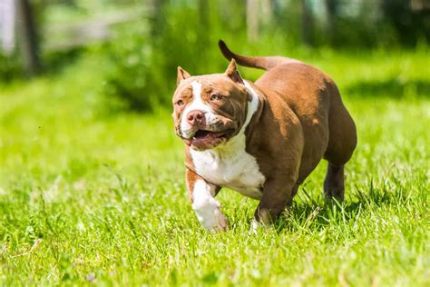 Pocket Bully: A Guide To This American Bully Dog Breed