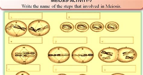 SONU ACADEMY: MEIOSIS - ACTIVITY 7