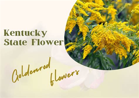 State flower of Kentucky USA - Gaint Goldenrod | Rosey Posey Florist