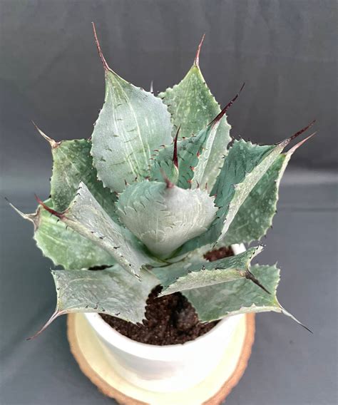 Agave Potatorum Striata Varigated – Hands In Soil