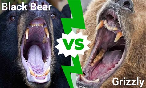 Black Bear Vs Grizzly Bear