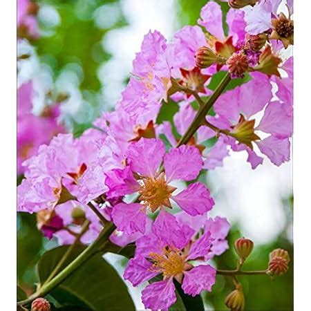 SHOP 360 GARDEN Lagerstroemia flos reginae, Queens Crape Myrtle, Queens ...