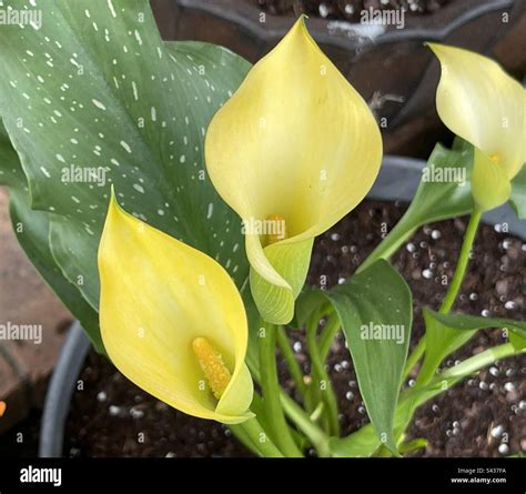 Calla lily pot hi-res stock photography and images - Alamy