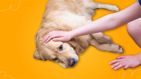 What is Smegma in Dogs? Read About All You Need to Know!