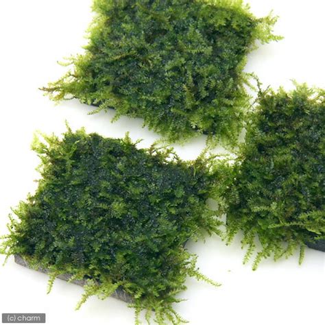 南米ウィローモス 15g おまけ付き | 南米ウィローモス 3点セット おまけ付き | oxygencycles.in