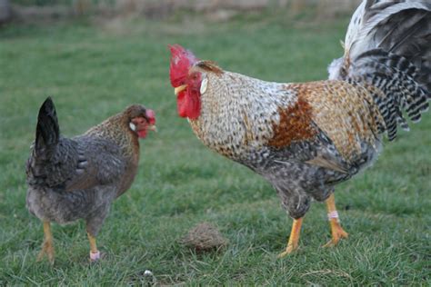 Rare Breed Hens & Welsh Harlequin Ducks - Ty'n Y Llidiart
