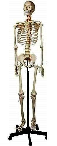 BNR EXPORTS Life Size Human Anatomical Skelton Model 5 Feet With Strong ...