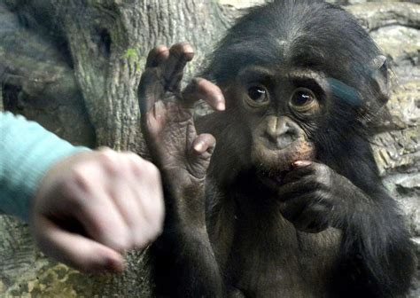 Bonobo Behavior - AnimalBehaviorCorner