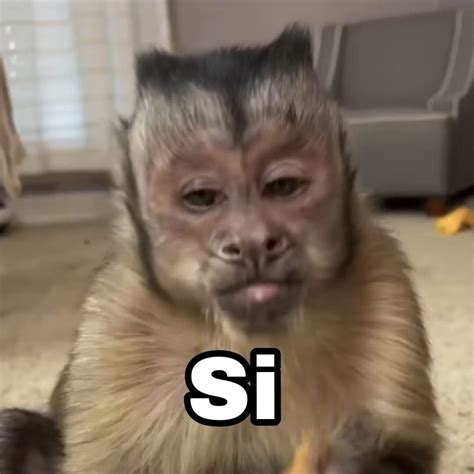 37 ideas de Chango meme | monos divertidos, fotos de mono, monos animales