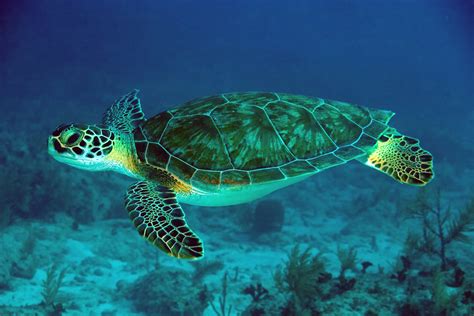 The Characteristics of a Green Sea Turtle – Life Of A Sea Turtle