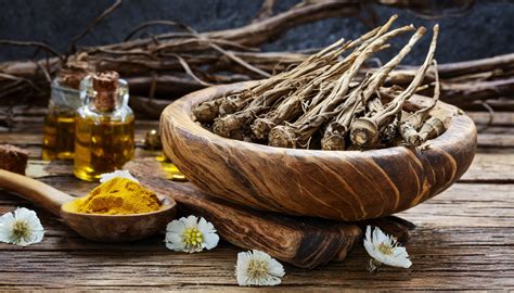 Spikenard: An Ancient Aromatic Gem - Its Uses, Benefits, and Conservation