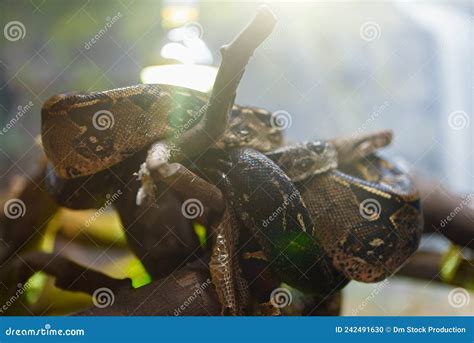 Image result for Bronx Zoo African Rock Python