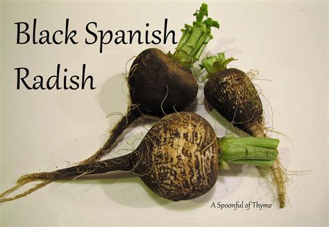 Heirloom Radishes....Really?