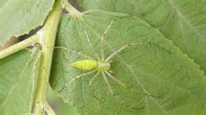 12 Most Terrifying Spiders Found In Mexico - A-Z Animals