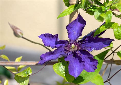 Pruning Clematis The President at Lisa Cunningham blog