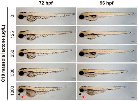 Developmental Toxicity of C10 Massoia Lactone, the Main Constituent of ...