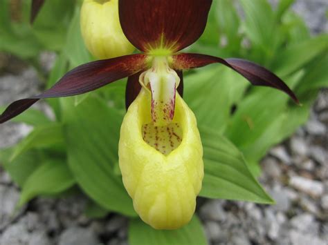 What Does A Lady Slipper Flower Look Like at Diane Straub blog