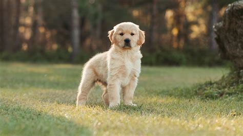 Vet Near Me Washougal, WA | Camas Washougal Animal Hospital