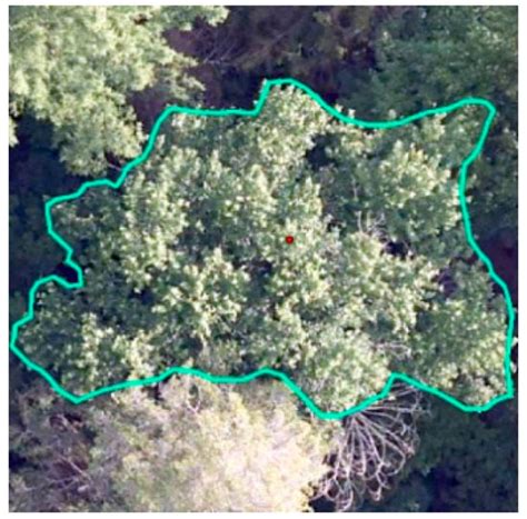Forests | Special Issue : Application of Laser Scanning and Satellite ...