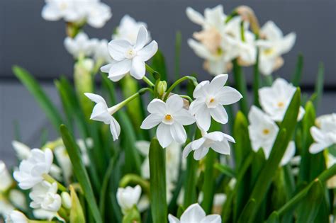 https://www.elblogdelatabla.com/wp-content/uploads/2022/12/narcissus-papyraceus-narciso-blanco-paperwhite-ib.jpg