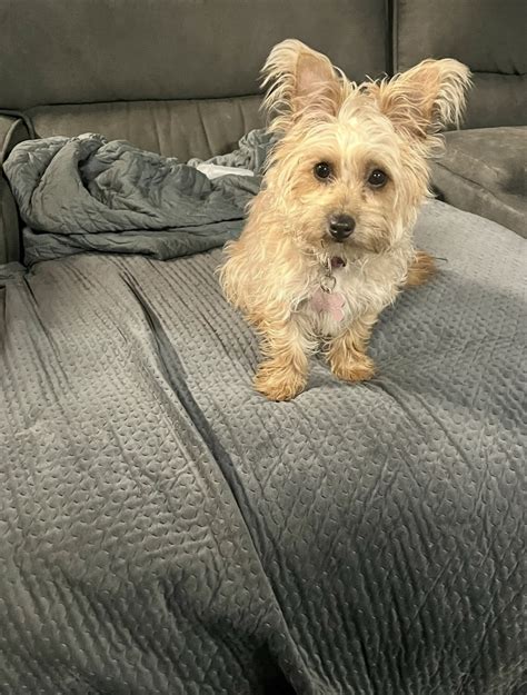 Dogs - Simpson - PetsForHomes