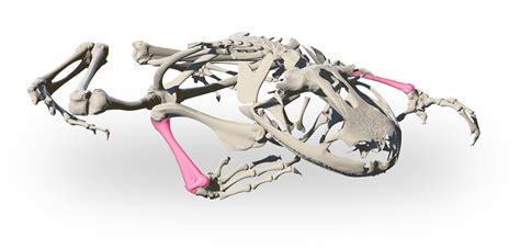 Frog Body Bones Frog Skeleton Etsy UK