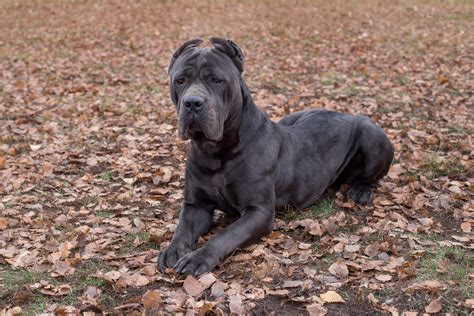 Black Cane Corso Italian Mastiff