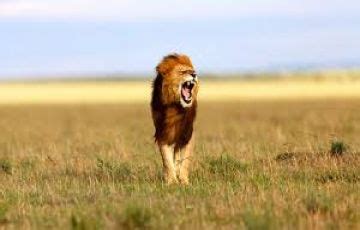 Pleasurable 7 Days Nairobi to Lake Nakuru Nature Trip Package | Nairobi ...