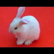 Image result for Cute Mini Lop Bunny