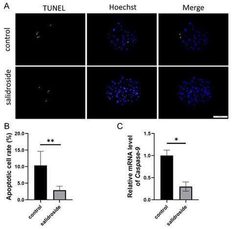 Salidroside Supplementation Affects In Vitro Maturation and ...