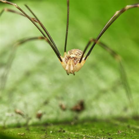 Are Daddy Longlegs Spiders? | Spider Control Near Me