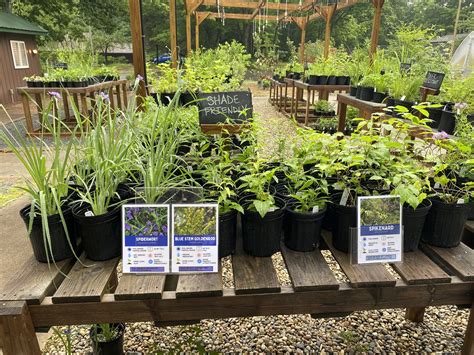 Top 10 Michigan Native Plants for Shade Gardens - Bright Lane Gardens