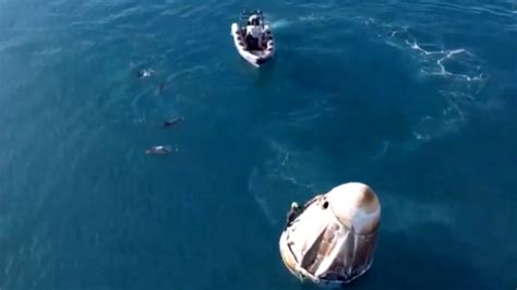 'Spectacular, Mesmerising': Pod Of Dolphins Welcomes Sunita Williams ...