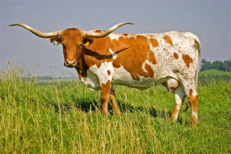Texas Longhorns Bull