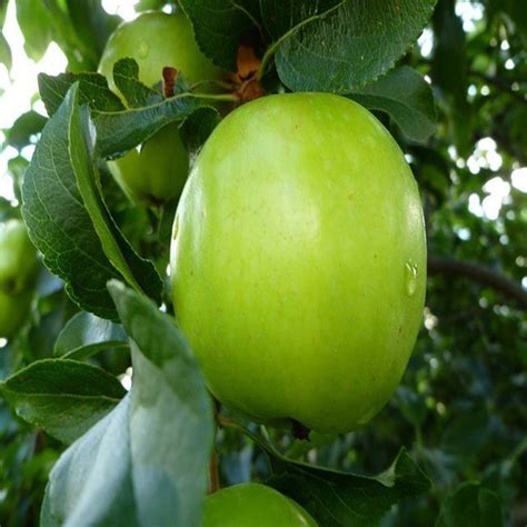 Grafted Green Apple Tree for Sale | Buy Green Apple Plant Online ...