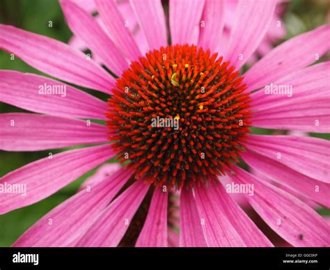 Flowers and colours Stock Photo - Alamy