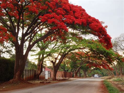 Flame Trees, Harare, Zimbabwe | Flame tree, Nature photography, Scenery