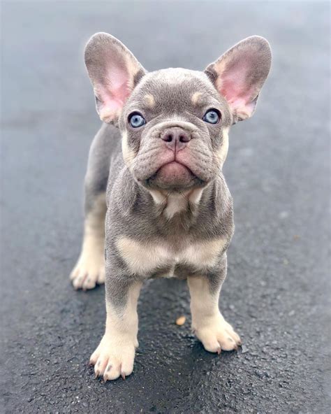Cute French Bulldog Puppies
