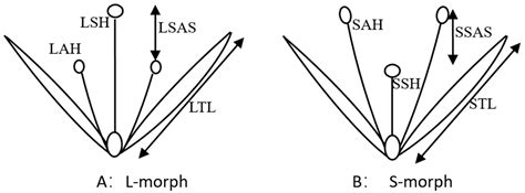 Reproductive Ecology of Distylous Shoreside Polygonum criopolitanum Hance